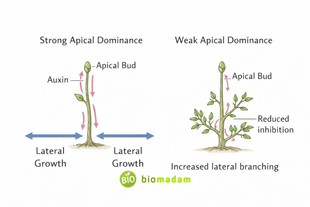 diagram explaining weak apical dominance in bushes leading to increased lateral branching