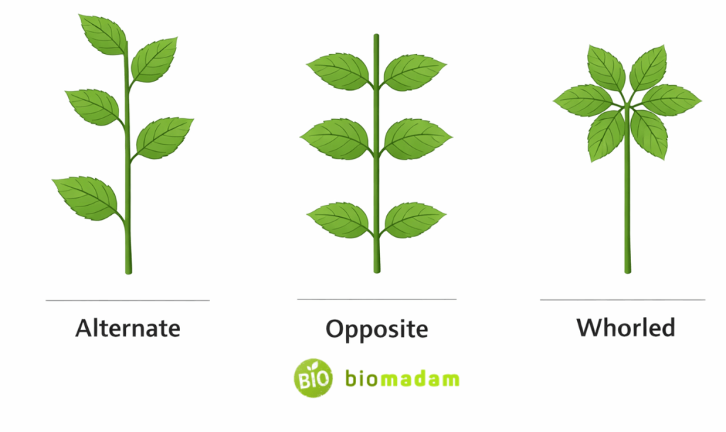 diagram showing alternate opposite and whorled leaf arrangement on plant stems