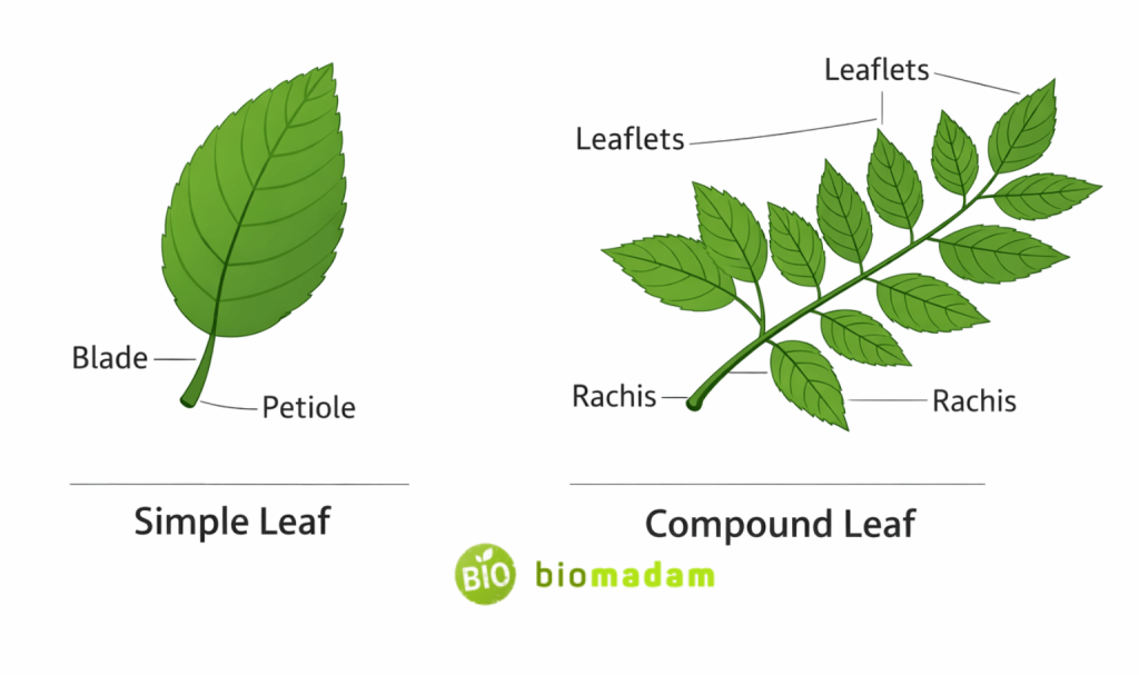 comparison diagram showing simple leaf and compound leaf structure with labeled leaflets and blade