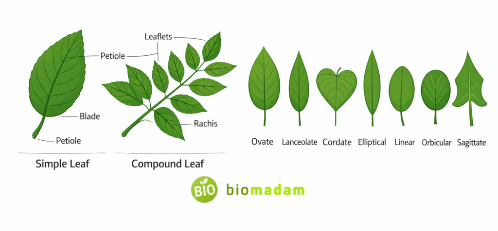diagram showing different types of leaves including simple compound and various leaf shapes
