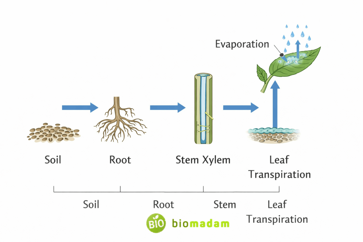 diagram showing transpiration pull moving water upward from roots to leaves through xylem