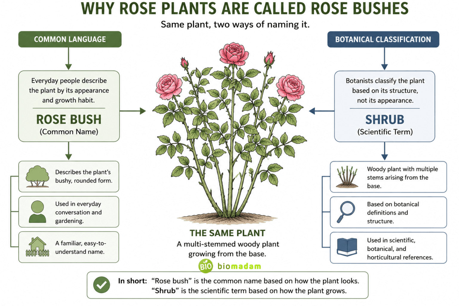 diagram explaining why rose plants are commonly called rose bushes even though they are botanically classified as shrubs